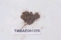 藏品(長齒小石苔)的圖片